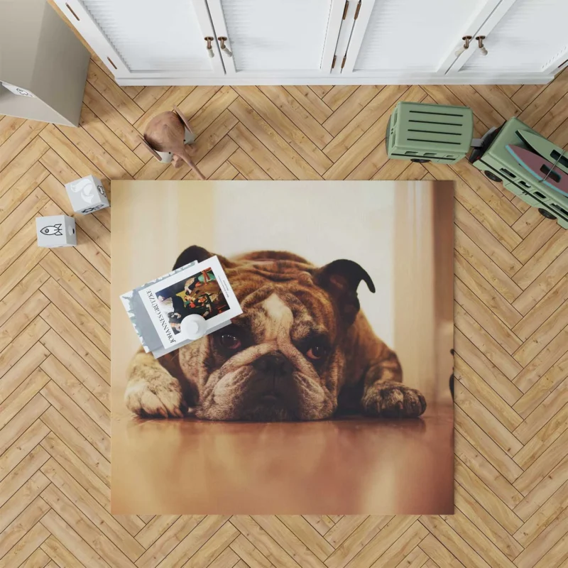 Captivating Canine Companions: Bulldog Quartet Floor Rug