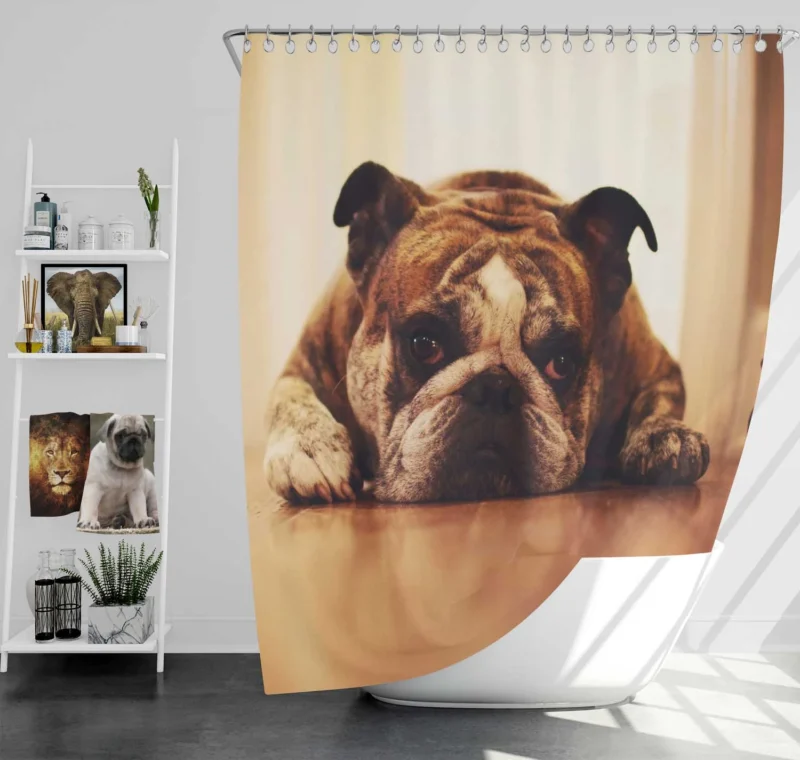 Captivating Canine Companions: Bulldog Quartet Shower Curtain