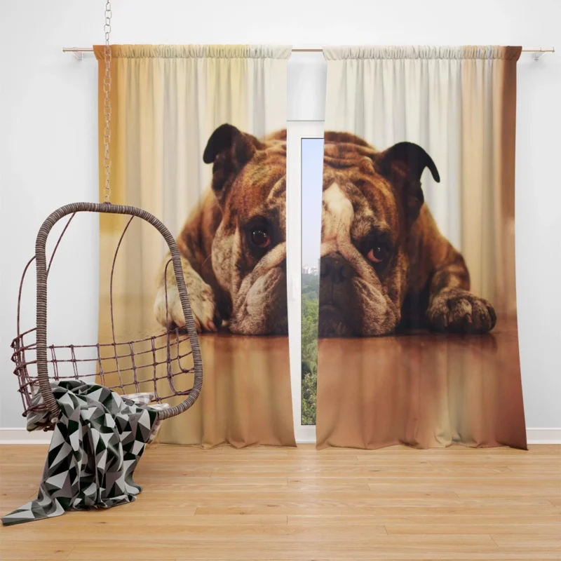 Captivating Canine Companions: Bulldog Quartet Window Curtain