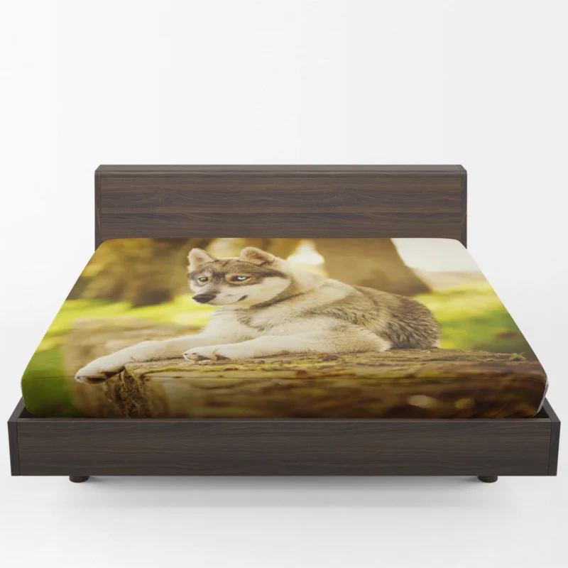 Captivating Canine Companions: Husky Quartet Fitted Sheet 1