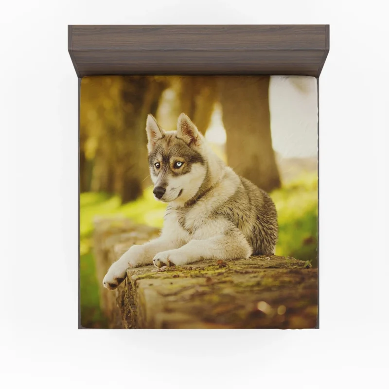 Captivating Canine Companions: Husky Quartet Fitted Sheet