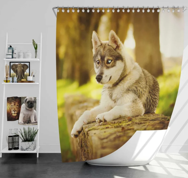 Captivating Canine Companions: Husky Quartet Shower Curtain