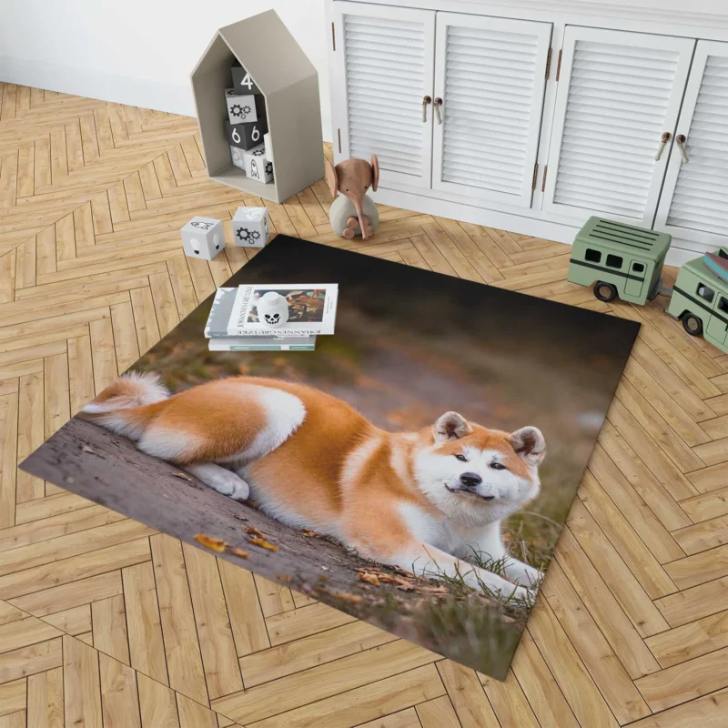 Captivating Companions: The Akita Quartet Floor Rug 1