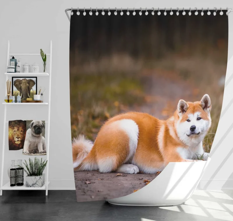 Captivating Companions: The Akita Quartet Shower Curtain