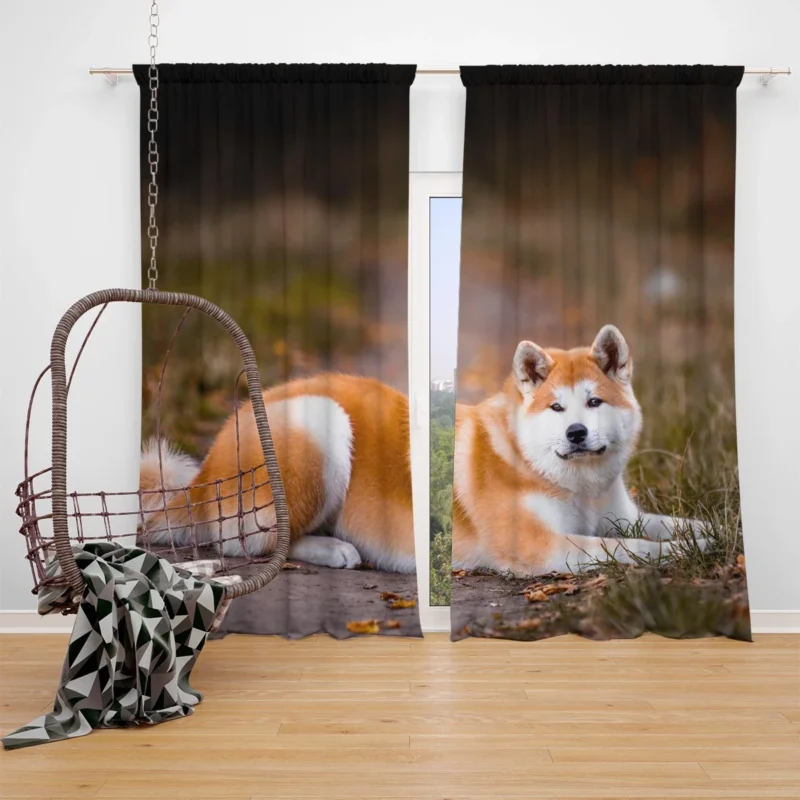 Captivating Companions: The Akita Quartet Window Curtain