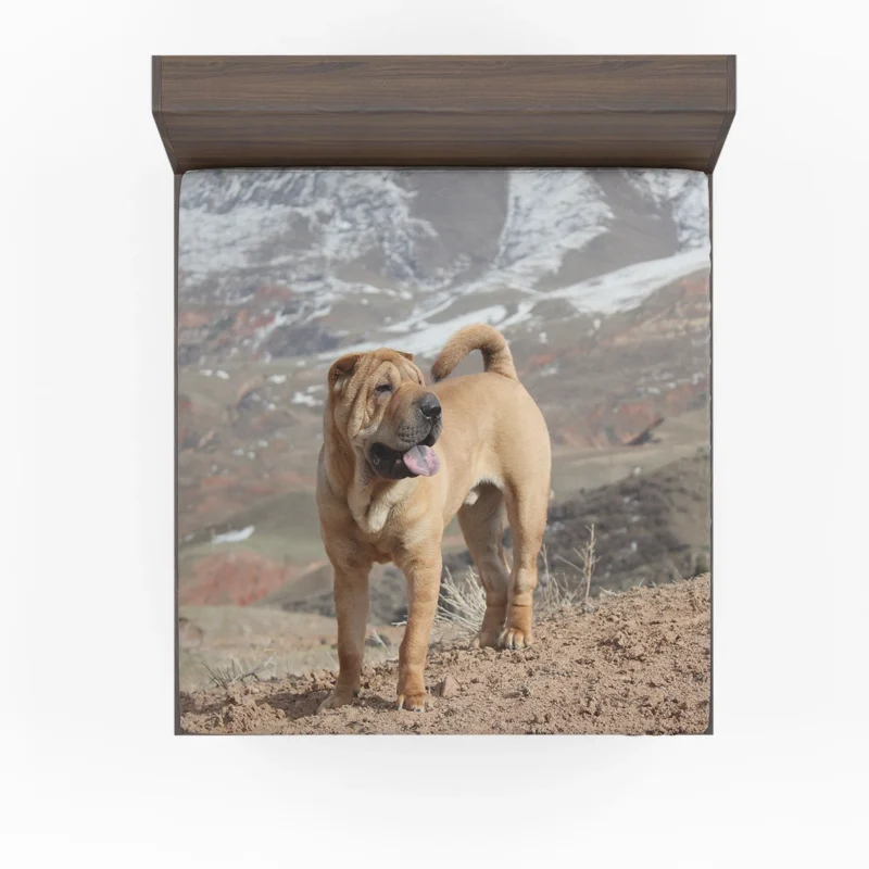 Captivating Shar Pei Companions: Quartet Fitted Sheet