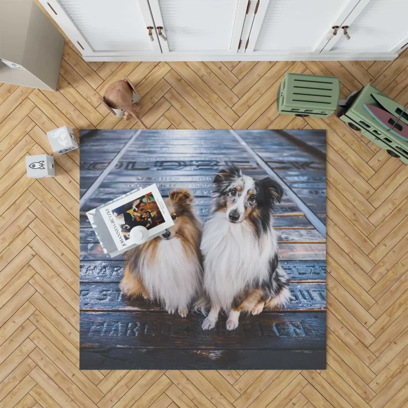 Captivating Shetland Sheepdog Gathering: Quartet Floor Rug