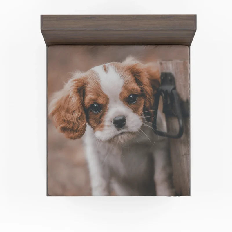 Cavalier Canine Quartet: King Charles Spaniels Fitted Sheet