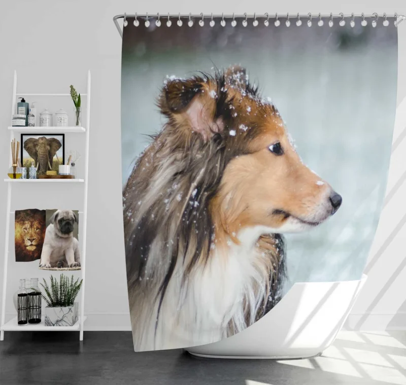 Charm of Collie Quartet: Fourfold Collie Beauty Shower Curtain