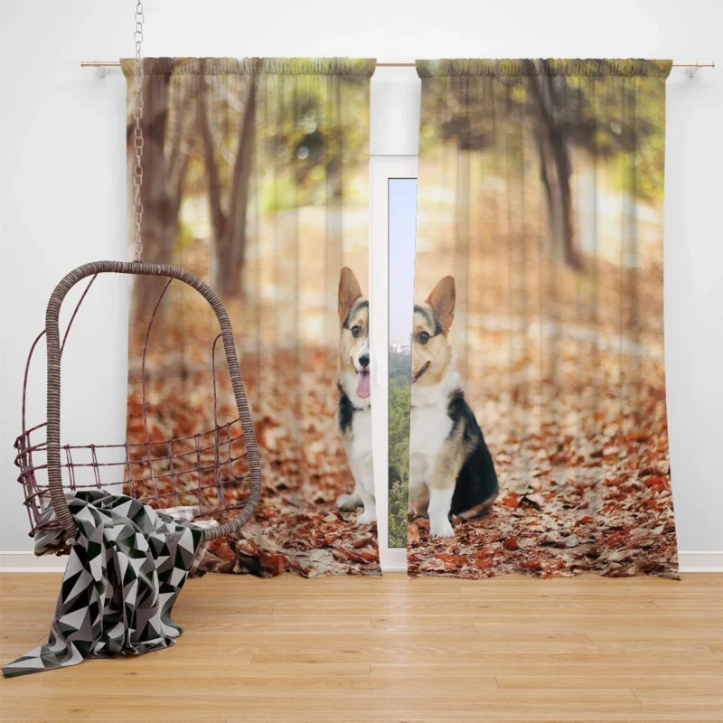 Charming Corgi Quartet: Fourfold Cuteness Window Curtain