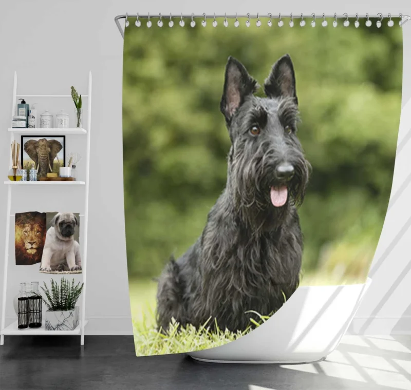 Charming Scottish Terrier Gathering Shower Curtain