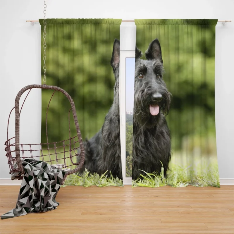 Charming Scottish Terrier Gathering Window Curtain