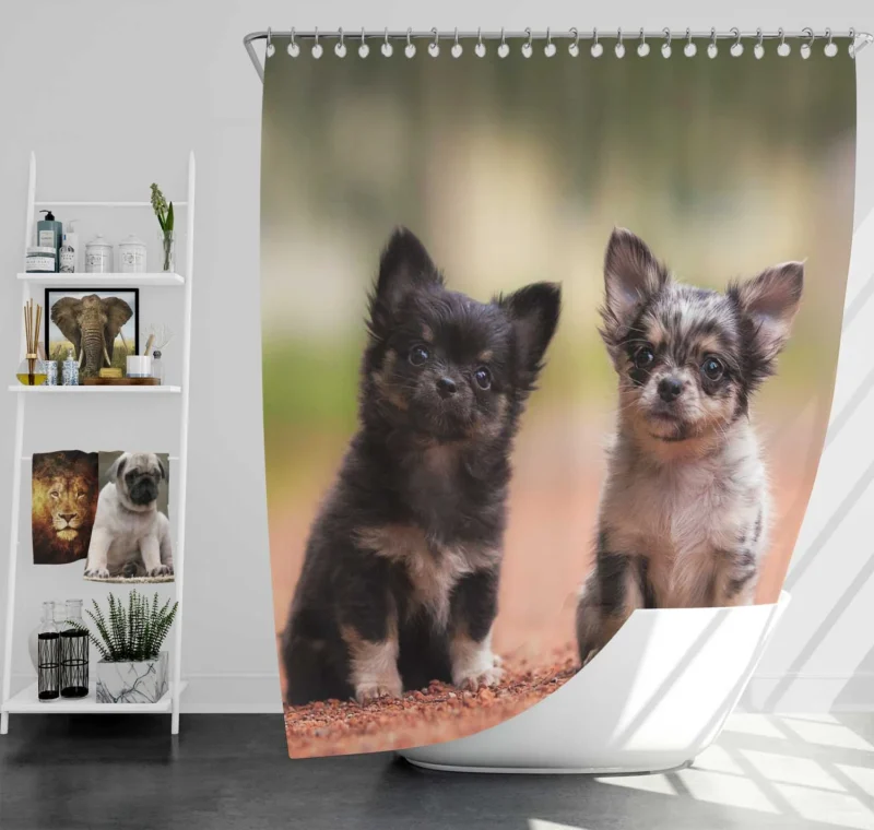 Chihuahua Quartet: Cuteness Bauble Shower Curtain