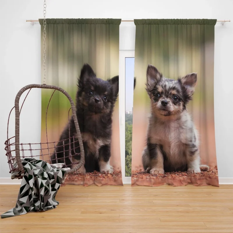 Chihuahua Quartet: Cuteness Bauble Window Curtain