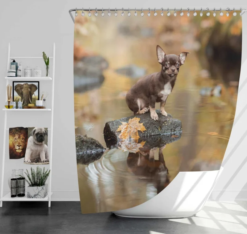 Chihuahua Quartet: Depth of Field Reflection Shower Curtain