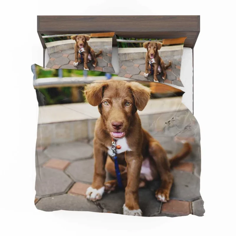 Chocolate Charm: Labrador Puppy Quartet Bedding Set 1