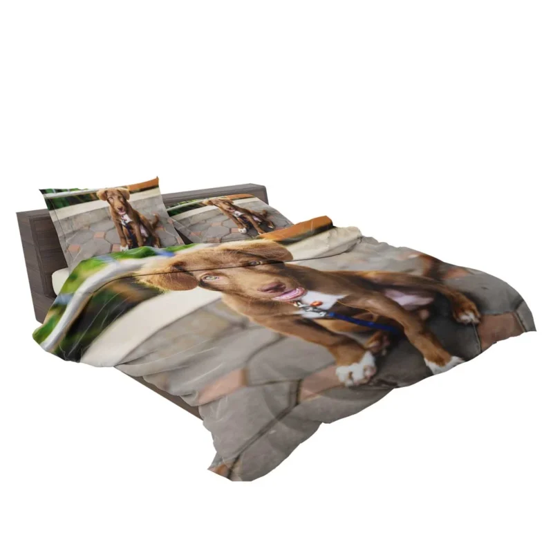 Chocolate Charm: Labrador Puppy Quartet Bedding Set 2