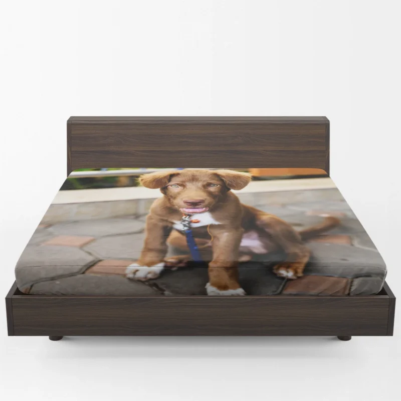 Chocolate Charm: Labrador Puppy Quartet Fitted Sheet 1