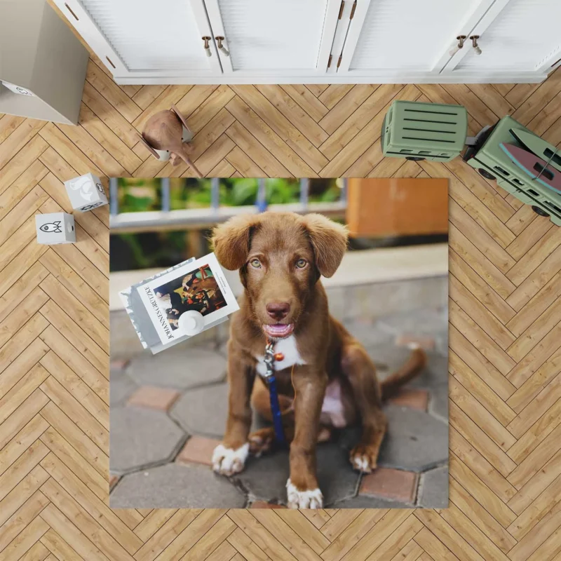 Chocolate Charm: Labrador Puppy Quartet Floor Rug