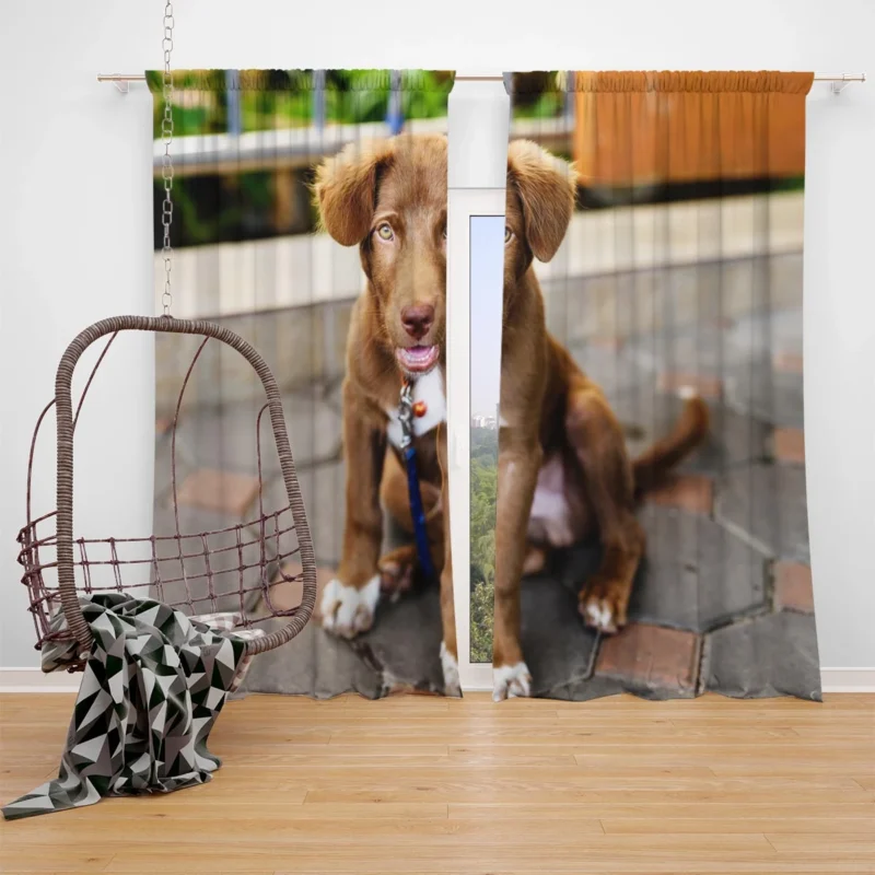 Chocolate Charm: Labrador Puppy Quartet Window Curtain