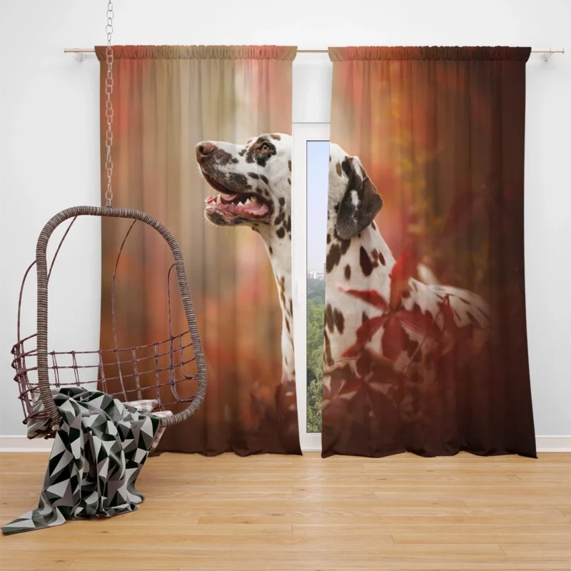 Chocolate Dalmatian in Fall: Dalmatian Quartet Window Curtain