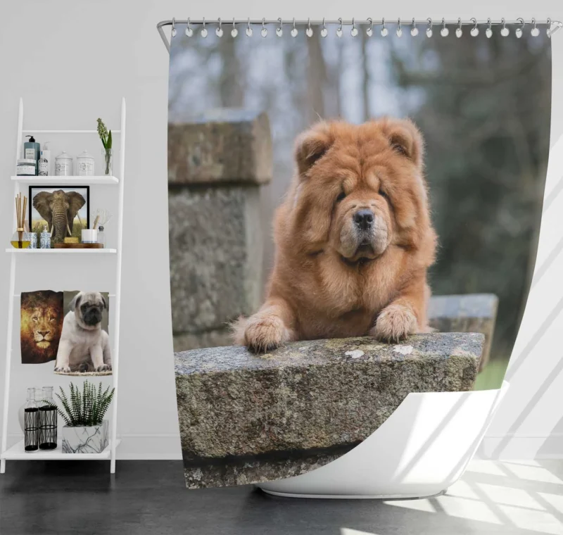 Chow Chow Quartet: Fourfold Beauty Shower Curtain