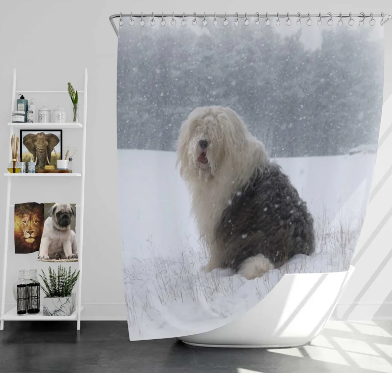 Christmas Delight: Old English Sheepdog Quartet Shower Curtain