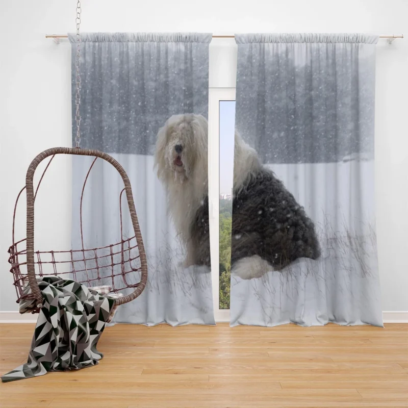 Christmas Delight: Old English Sheepdog Quartet Window Curtain