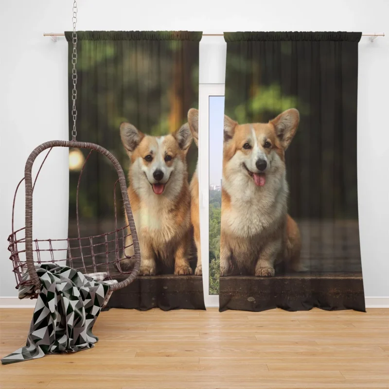 Chubby Charm: Corgi Quartet Window Curtain