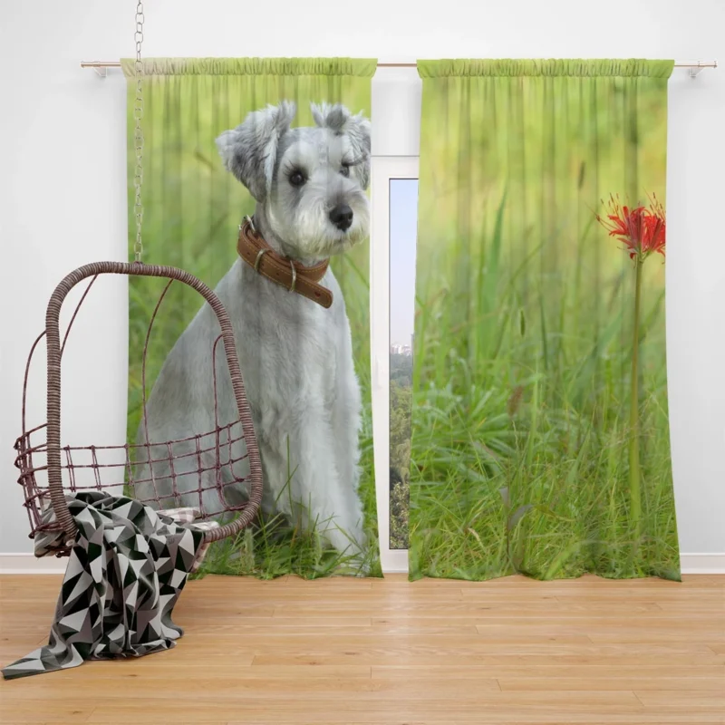 Clipped Schnauzer Dog: Schnauzer Quartet Window Curtain