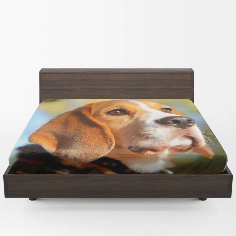 Close-Up Muzzle Beauty with Depth Of Field: Beagle Fitted Sheet 1