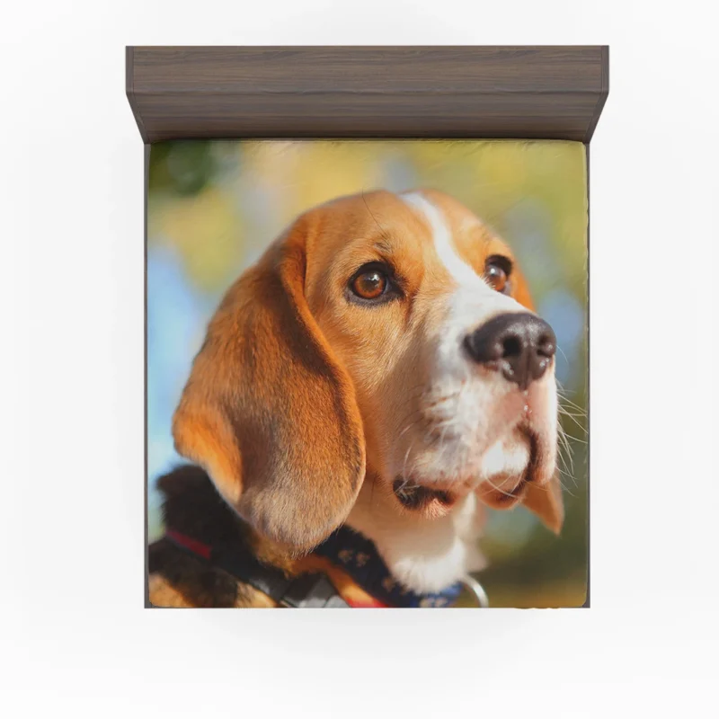 Close-Up Muzzle Beauty with Depth Of Field: Beagle Fitted Sheet