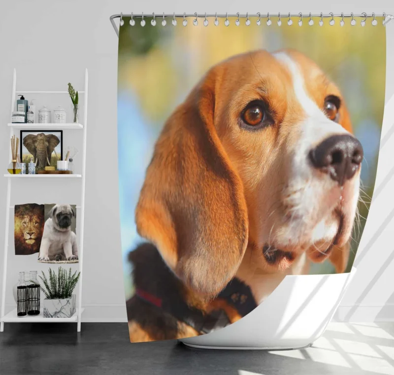 Close-Up Muzzle Beauty with Depth Of Field: Beagle Shower Curtain