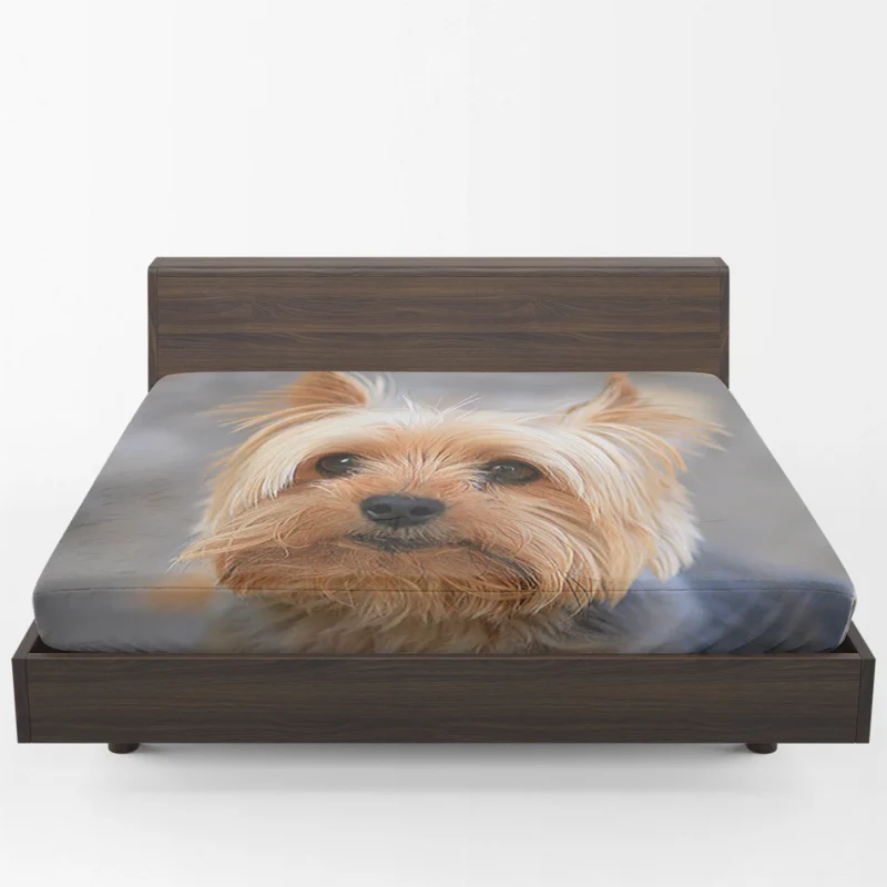 Close-Up: Terrier Quartet Yorkshire Terrier Fitted Sheet 1