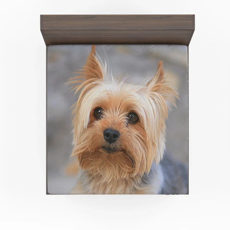 Close-Up: Terrier Quartet Yorkshire Terrier Fitted Sheet