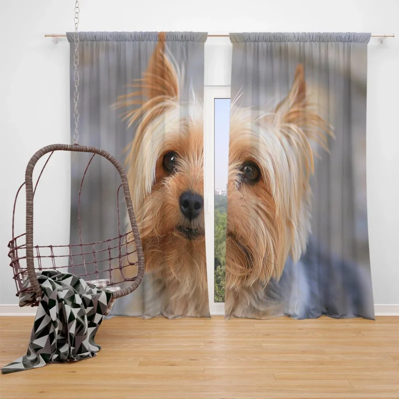 Close-Up: Terrier Quartet Yorkshire Terrier Window Curtain