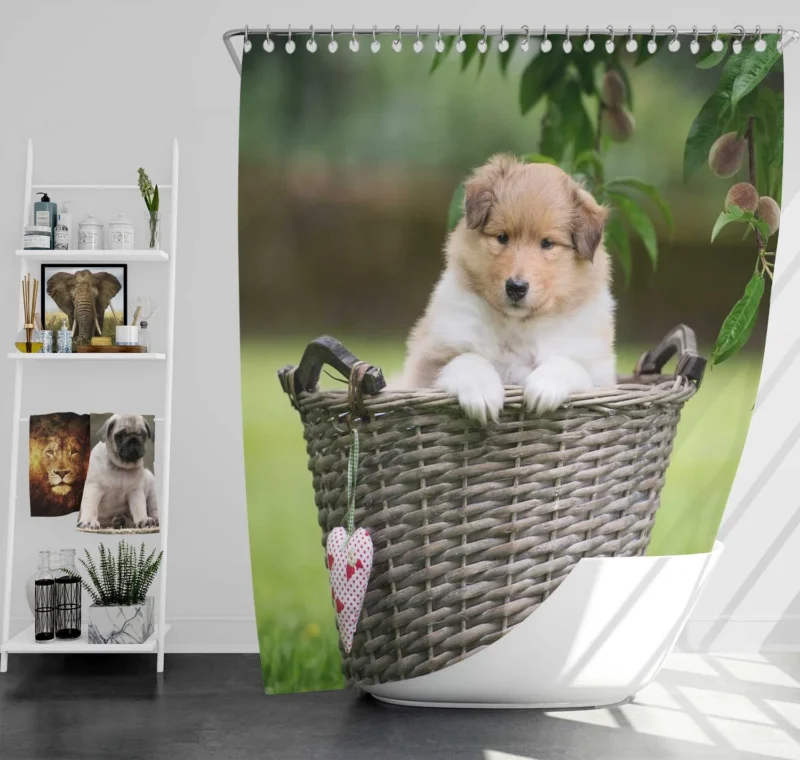 Collie Beauty: Rough Collie Quartet Shower Curtain