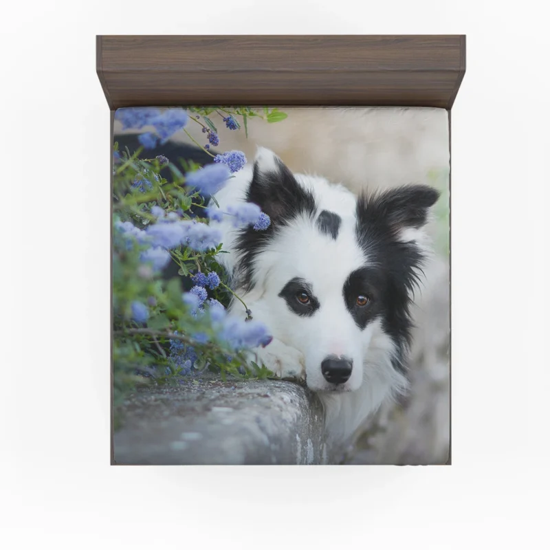 Collie Beauty with Depth Of Field and Blue Flower: Border Collie Fitted Sheet