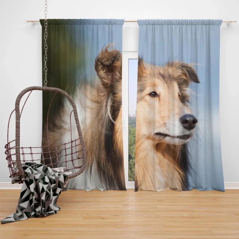 Collie Charm in Nature: Rough Collie Quartet Window Curtain