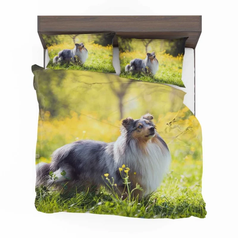 Collie Elegance: Quartet in a Sunny Meadow Bedding Set 1