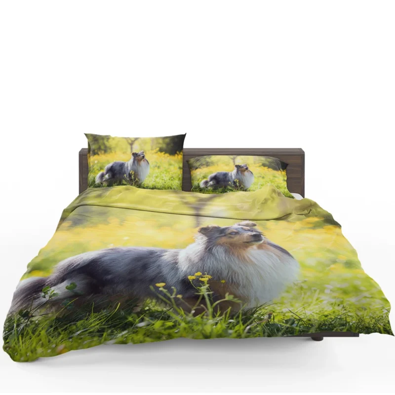 Collie Elegance: Quartet in a Sunny Meadow Bedding Set