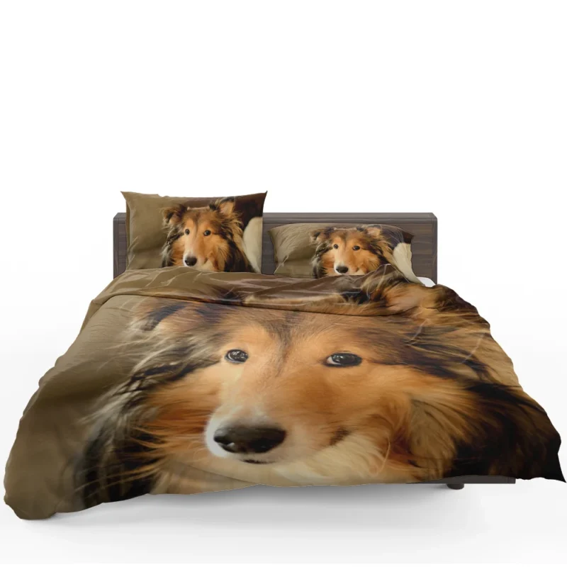 Collie Elegance Unleashed: Rough Collie Quartet Bedding Set