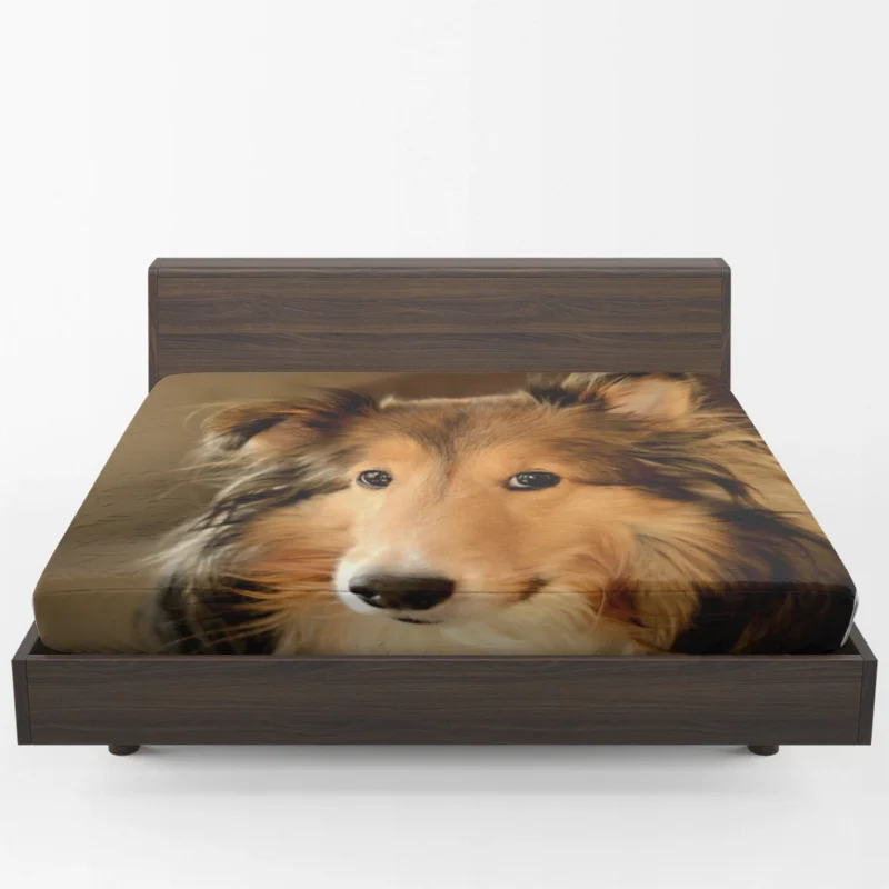 Collie Elegance Unleashed: Rough Collie Quartet Fitted Sheet 1