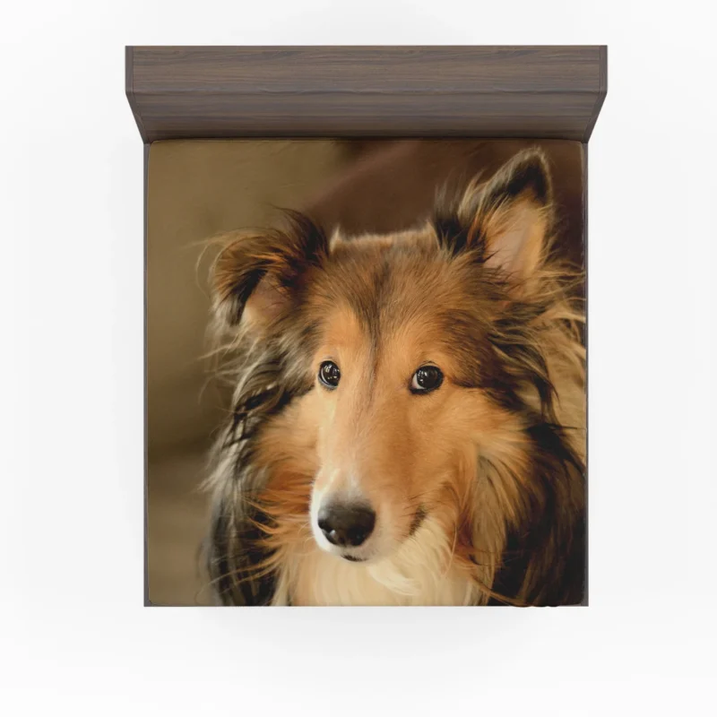 Collie Elegance Unleashed: Rough Collie Quartet Fitted Sheet