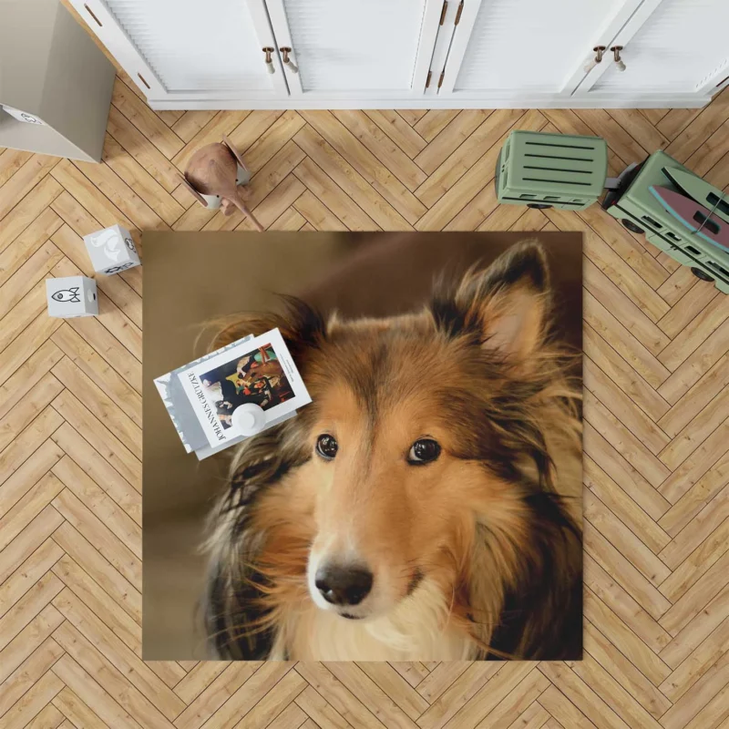 Collie Elegance Unleashed: Rough Collie Quartet Floor Rug