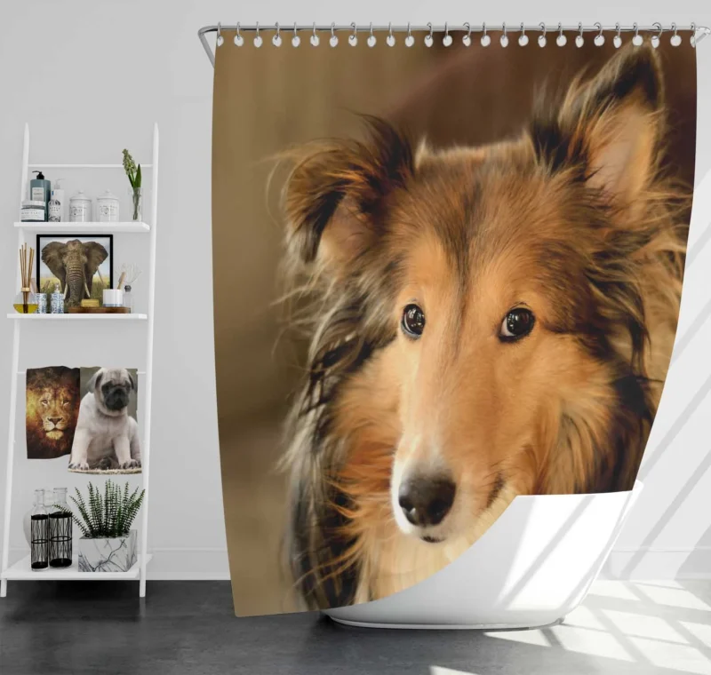 Collie Elegance Unleashed: Rough Collie Quartet Shower Curtain