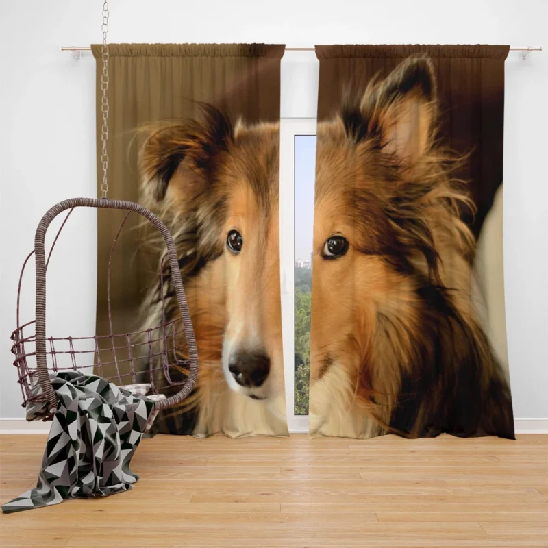 Collie Elegance Unleashed: Rough Collie Quartet Window Curtain