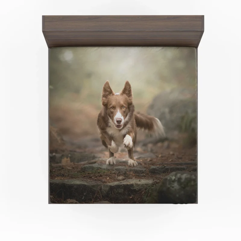 Collie Elegance in Depth Of Field: Border Collie Fitted Sheet