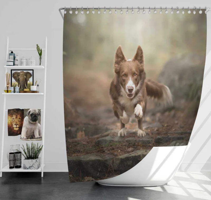 Collie Elegance in Depth Of Field: Border Collie Shower Curtain