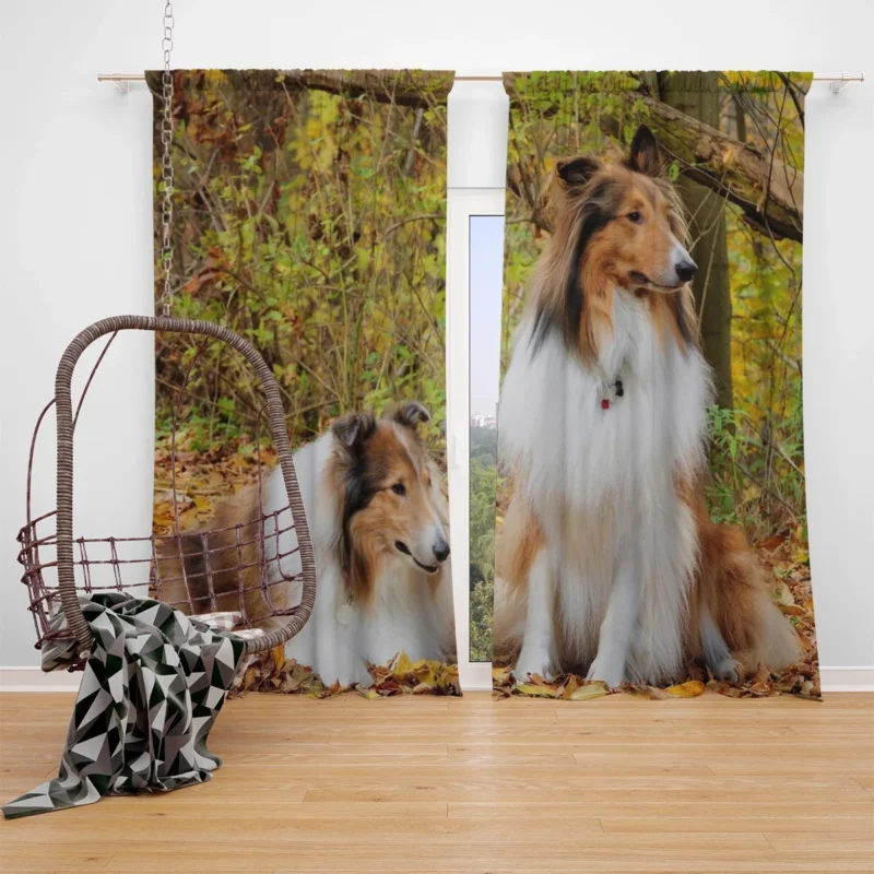 Collie Majesty: Rough Collie Quartet Window Curtain